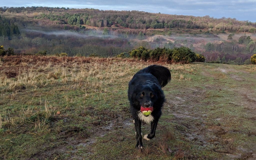 A border colly called Milly with a tennis ball in her mouth. There's a misty valley in the background.